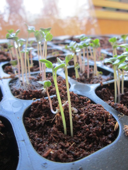 Sprouting Seedlings